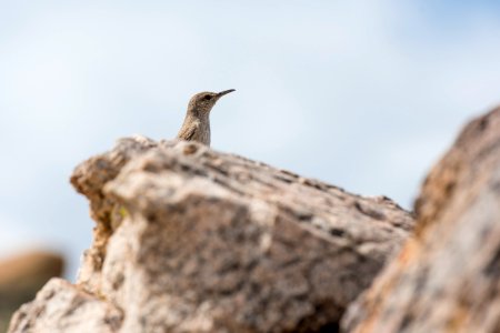 Canyon wren (Catherpes mexicanus)