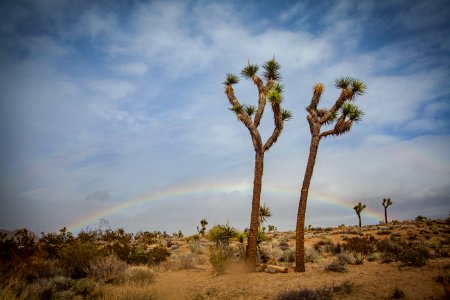 Two Joshua trees with a rainbow behind