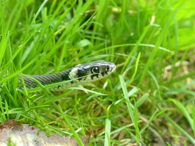Natter natrix natrix colubridae