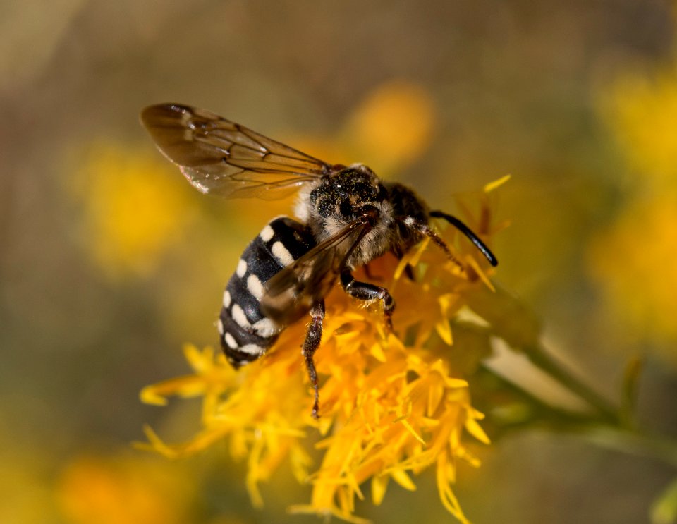 Bee