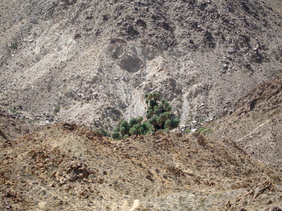49 Palms Oasis; Twentynine Palms, CA