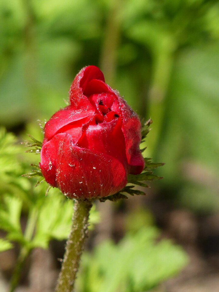 Summer red green