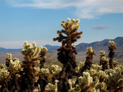 Cylindropuntia bigelovii, Cholla Cactus Garden photo