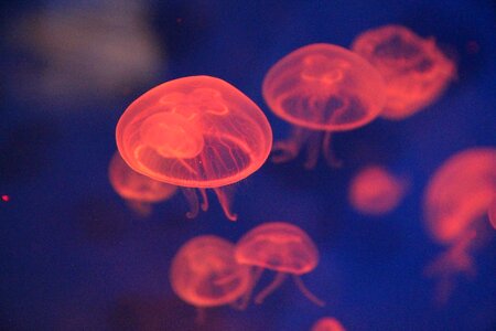 Sea creatures biology fluorescent photo