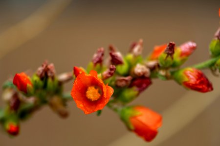Apricot mallow (Sphaeralcea ambigua)