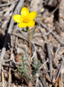 Jones' Blazing Star (Mentzelia jonesii)
