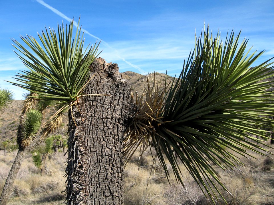 Resprouting Joshua tree (Yucca brevifolia); Black Rock Canyon