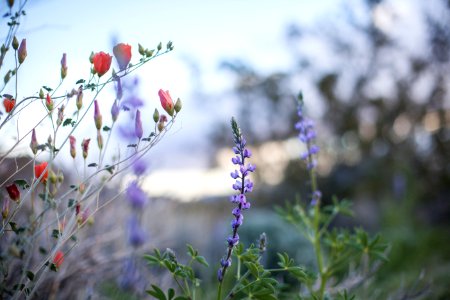 February 2019 Arizona lupine (Lupinus arizonicus) wildflowers on the bajada (Cottonwood)