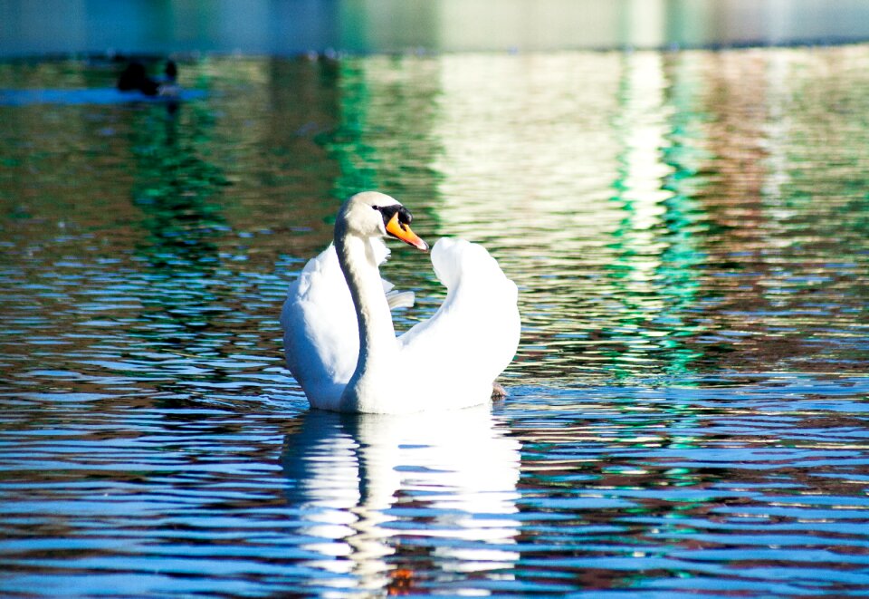 Pond swim beautiful