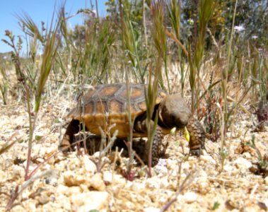 Baby Desert Tortoise Eating photo