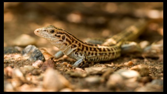 Checkered Whiptail