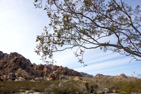 Boulder field at Rattlesnake Canyon and Indian Cove campground