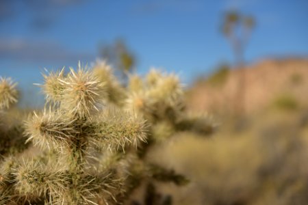 Silver Cholla