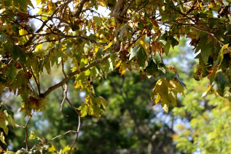 Detail Shot Leaves