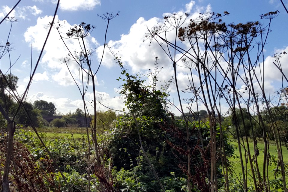 Dead seed heads frame Winchester's railway viaduct