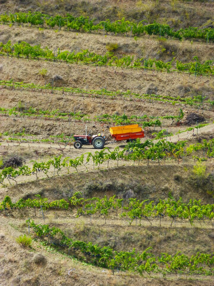 Viticulture terraces fields