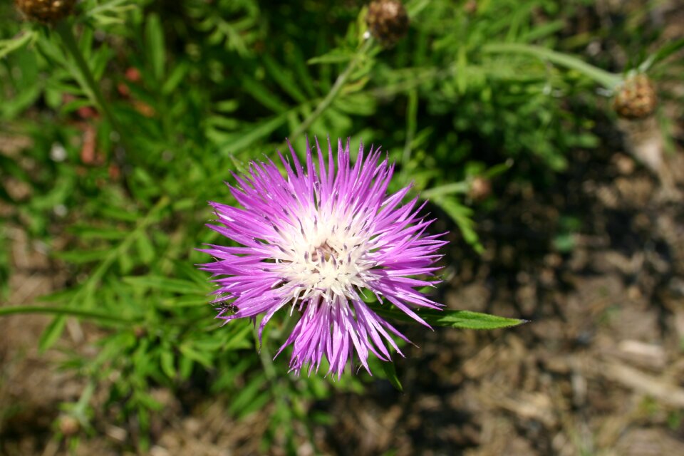 Flora blossom bloom