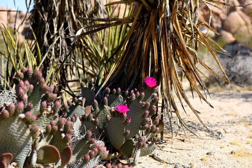 Dollar-joint prickly pear
