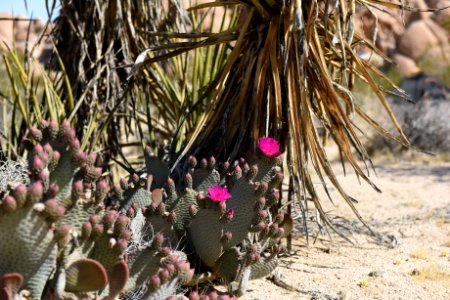 Dollar-joint prickly pear