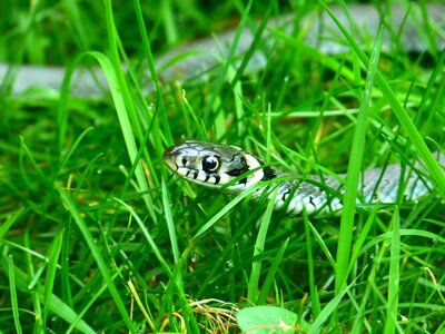 Mind drawing reptile natter
