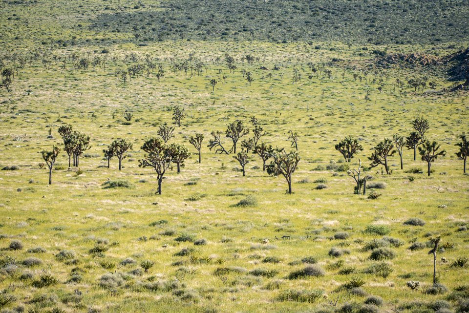 Lost Horse valley in spring