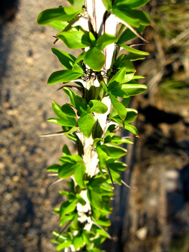 Ocotillo (Fouquieria splendens); Lost Palms Trail