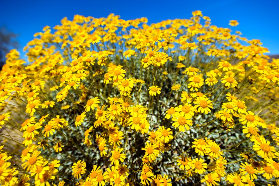 Brittlebush blooming in Cottonwood Canyon; 3/24/17