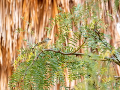 Ruby-crowned kinglet (Regulus calendula) at Cottonwood Springs