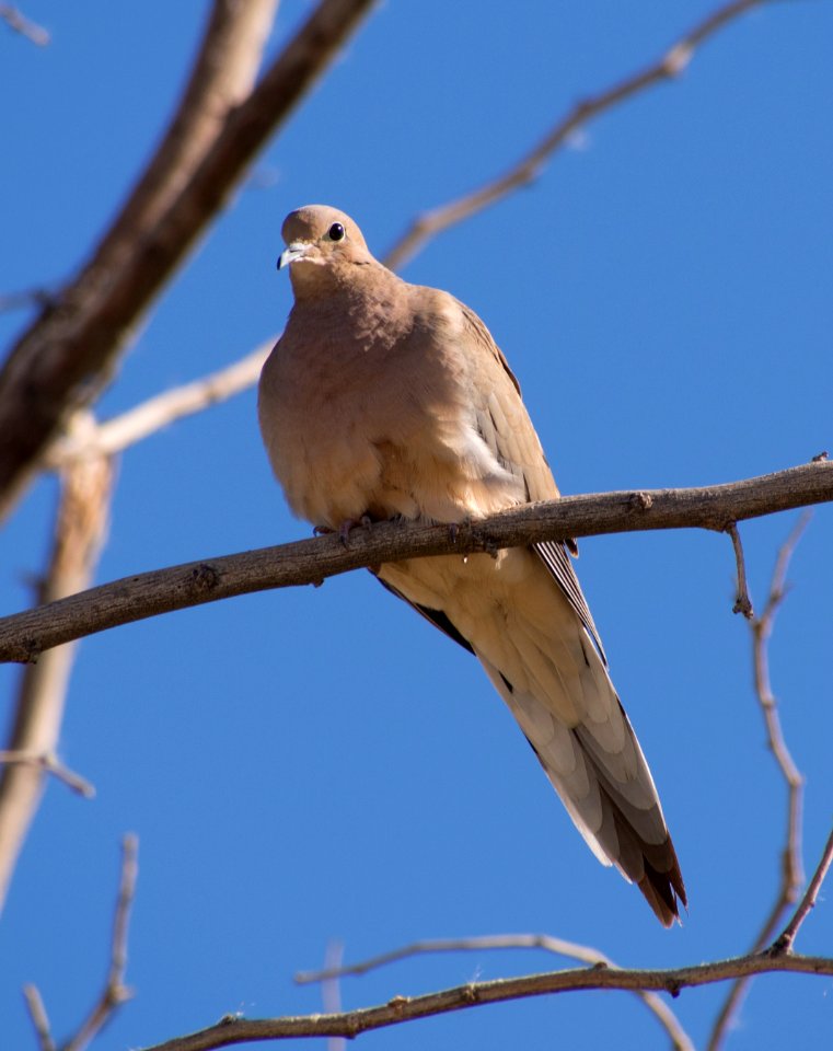 Mourning Dove (Zenaida macroura)