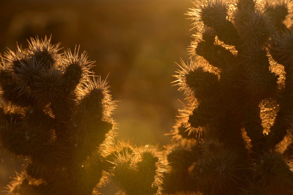 Cactus