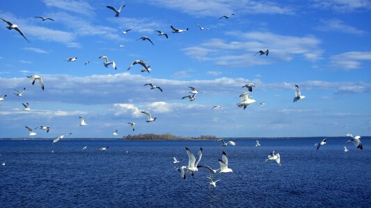 Sea brid fly photo