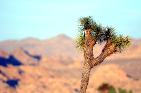 Joshua tree with shallow depth of field photo