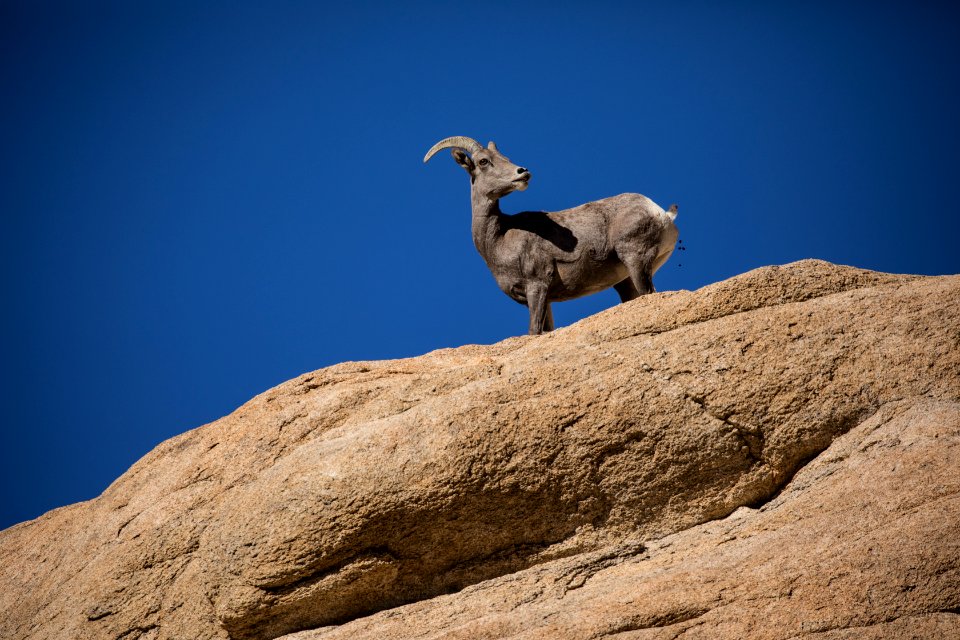Bighorn Sheep