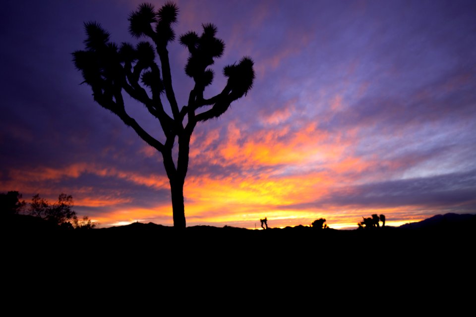 Joshua tree sunset
