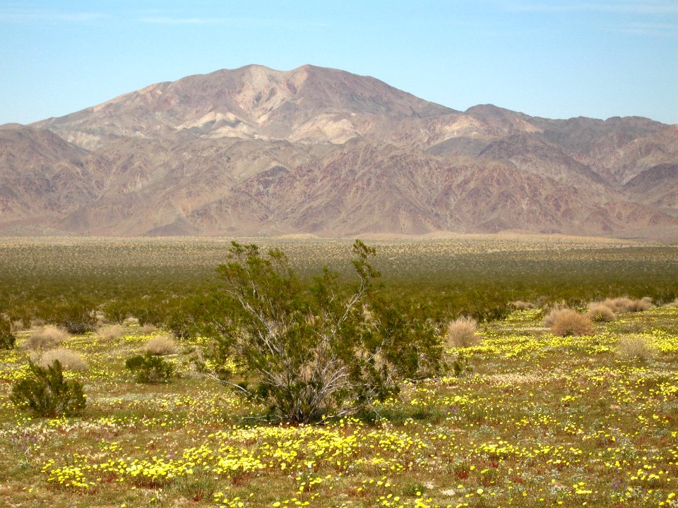 Smooth desert dandelion (Malacothrix glabrata); Pinto Basin