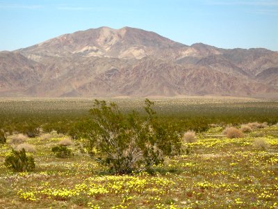 Smooth desert dandelion (Malacothrix glabrata); Pinto Basin photo
