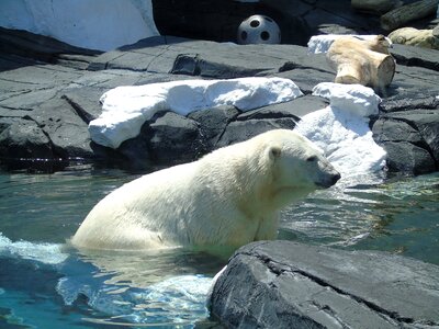 Bear zoo natural
