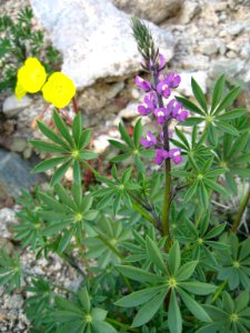 Arizona lupine (Lupinus arizonicus); Cleghorn Wilderness