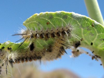 Euchaetias egle larva