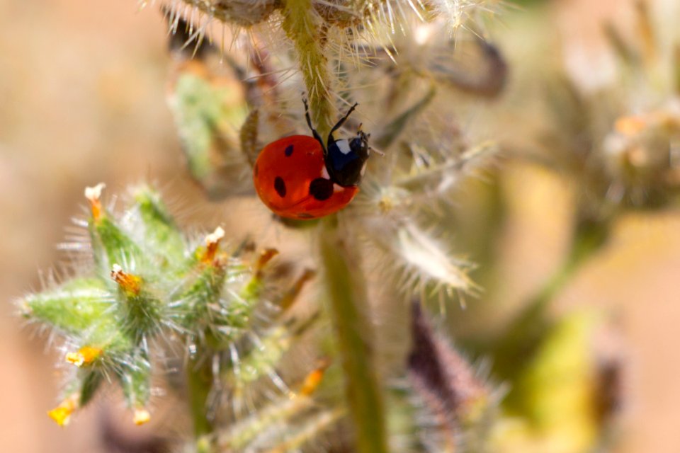Ladybug