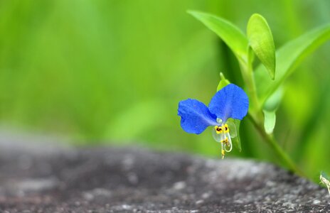 Green garden flora