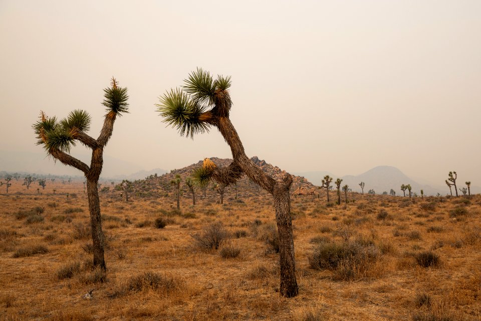Joshua trees in Queen Valley shrouded in wildfire smoke