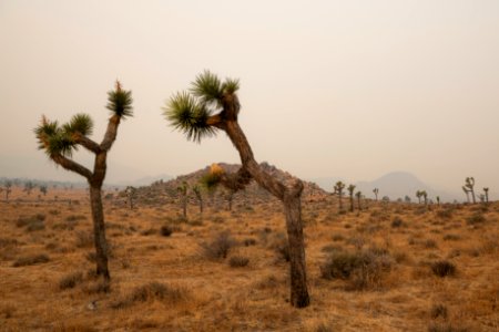 Joshua trees in Queen Valley shrouded in wildfire smoke