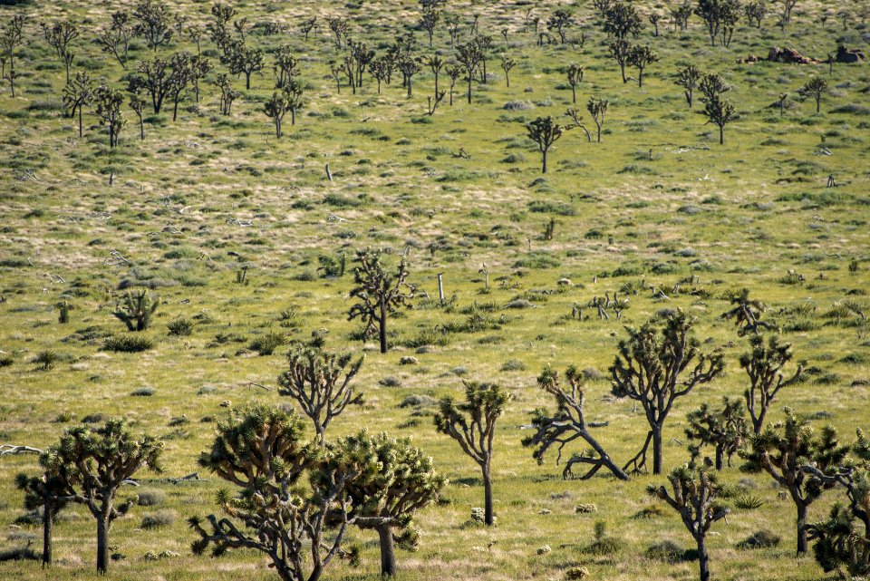Lost Horse valley in spring
