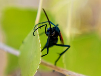 Tarantula hawk wasp at Cottonwood Spring