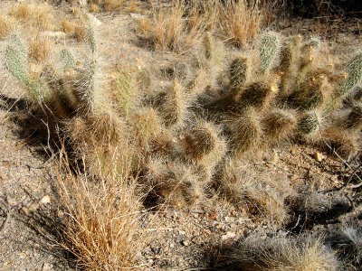 Opuntia erinacea, Wonderland of Rocks photo