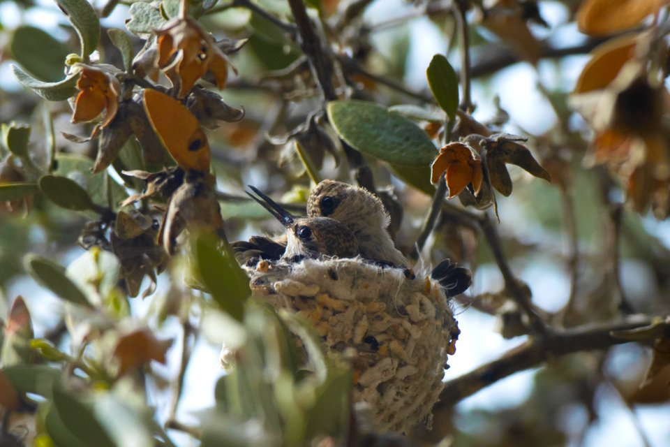 Hummingbirds in Nest