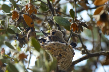 Hummingbirds in Nest