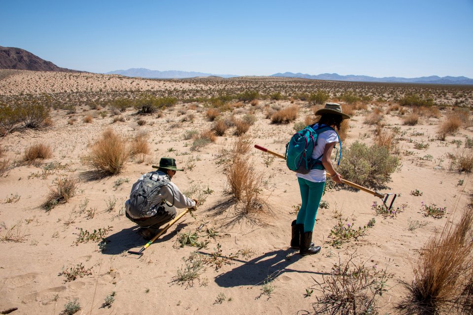Volunteer Sahara Mustard plant pulling (4.4.15)