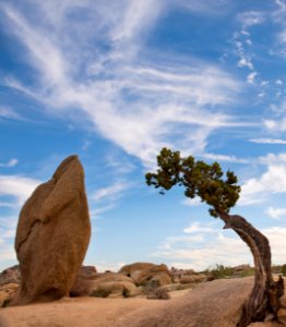Juniper and Monolith